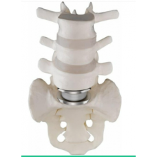 Spine Surgery